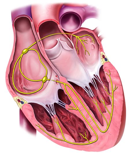 Heart Conduction System Medmediasolutions