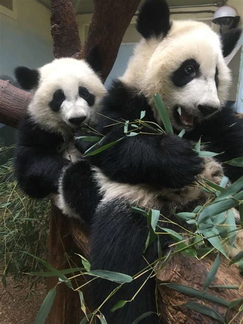 Panda Updates Friday December 8 Zoo Atlanta