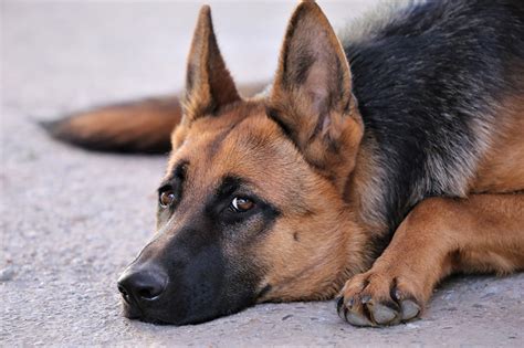Wallpaper German Shepherd Dog Paws Snout Animal Glance Closeup