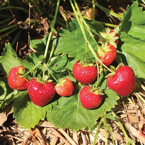 Evie 2 Everbearing Strawberry Plants End Of Season Sale Vermont Bean