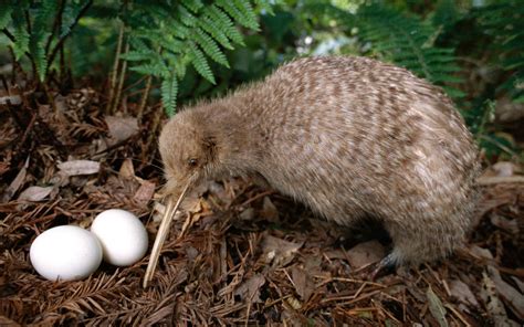 Native Bird Little Spotted Kiwi And Eggs New Zealand Most Beautiful