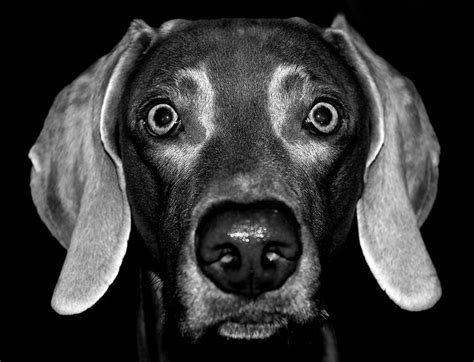 Grayscale Gray Dog Flickr Photo Sharing