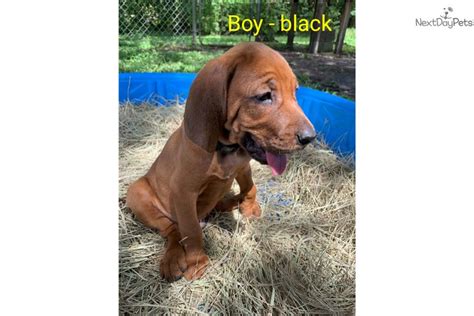 Boy Black Redbone Coonhound Puppy For Sale Near Ocala Florida