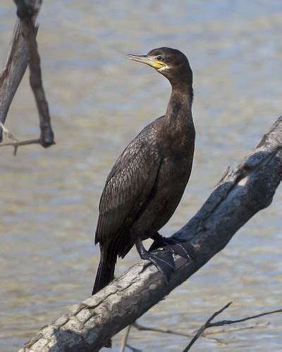 Neotropic Cormorant Turtle Creek Reservoir Sullivan Count Flickr