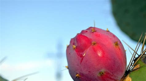 Estos Son Los Beneficios De Comer Tuna La Espinosa Fruta Del Cactus