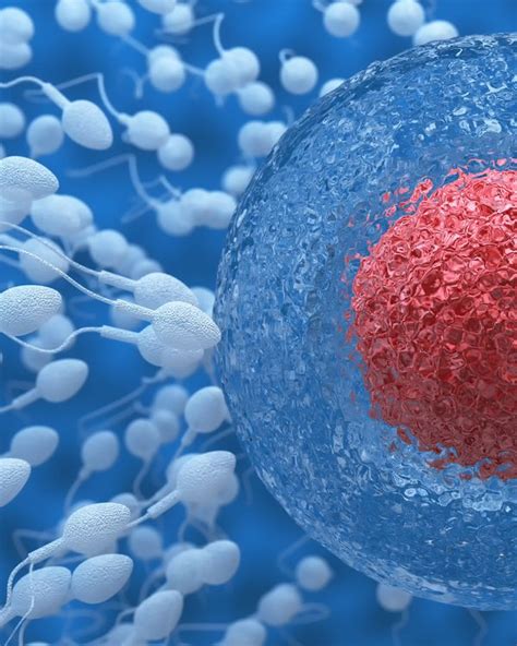 Houston Abnormal Sperm Shape And Morphology Problems Fertility Treatment