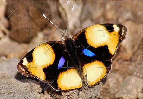 African Butterfly Series Female Yellow Pansy Genus Junonia