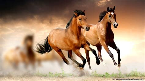 Baby Horse Desktop Wallpapers Top Free Baby Horse Desktop Backgrounds