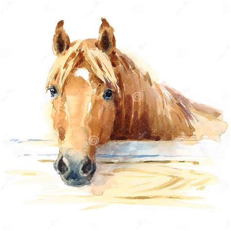 Cavalo Na Ilustração Animal Da Aquarela Estável Pintado à Mão