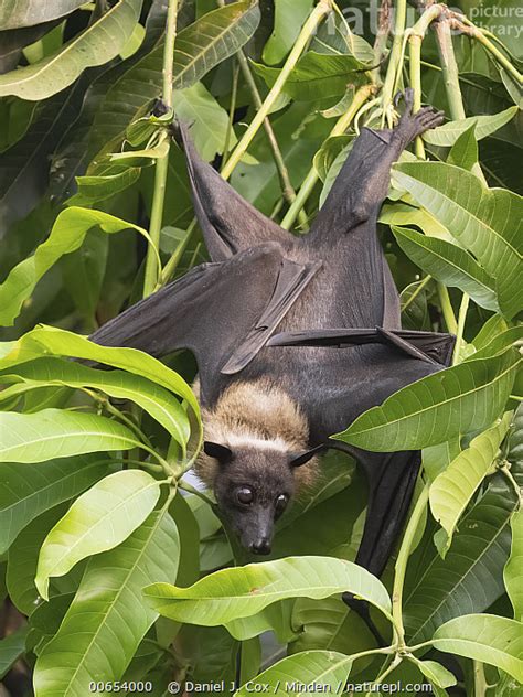 Stock Photo Of Indian Flying Fox Pteropus Giganteus Roosting Pench