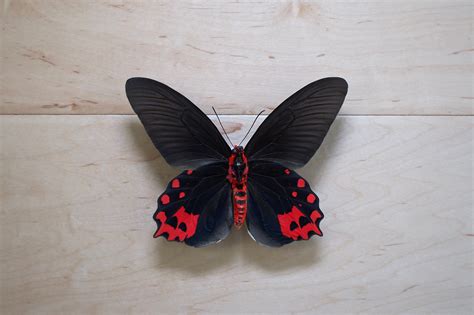 Real Vampire Butterfly Atrophaneura Semperi For Collection Etsy