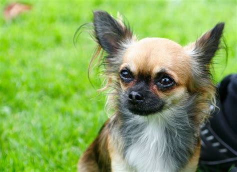 If you are big fan of mexican food and culture, then we encourage you to look at these list of food inspired dog names. Chihuahua Names: Male, Female, Cute, & Mexican | PetHelpful