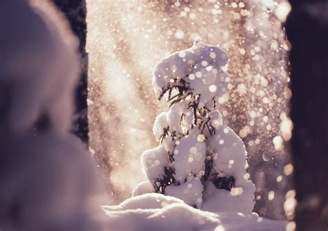 Under The Snowfall Blog Joni Niemelä Fine Art Photography