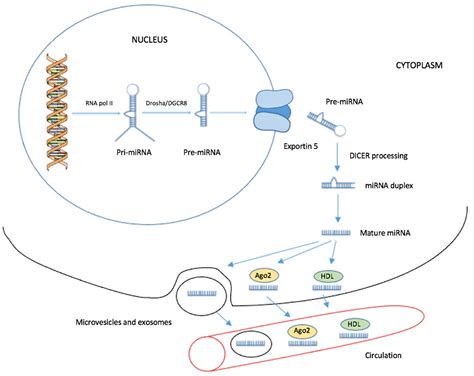 Biomedicines Free Full Text The Role Of Circulating Micrornas In