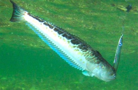 Jun 16, 2021 · so gefährlich das petermännchen ist, gilt es auch als schmackhafter speisefisch. Petermännchen an der Kante - BLINKER