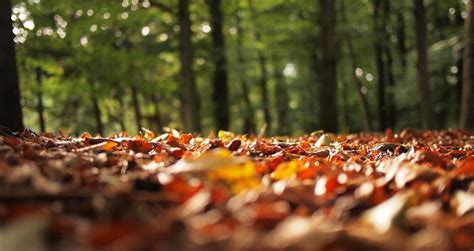 Free Images Tree Nature Forest Grass Sunlight Morning Leaf