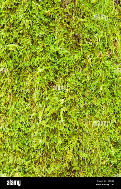 Close Up Moss Texture To Use As Wallpaper Stock Photo Alamy