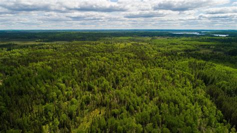 Minnesotas Boreal Forest Is A Climate Change Hot Spot