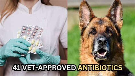 41 Vet Approved Antibiotic Brands For Dogs Ultimate Guide