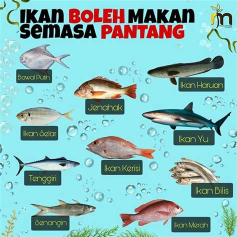 Jenis Ikan Laut Malaysia Yang Boleh Dimakan Kenapa Ikan Keli Haram Hot Sex Picture