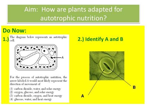 How do plants make their food draw and explain the process. PPT - Aim: How do Autotroph's make their food? PowerPoint ...
