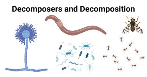 Decomposers Definition Types Examples Decomposition 2023