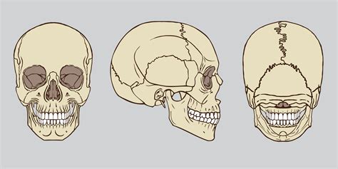 Human Skull Anatomy Set 1166077 Vector Art At Vecteezy