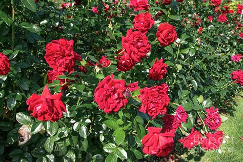 A Red Rose Bush In The International Rose Test Garden Photograph By Joe