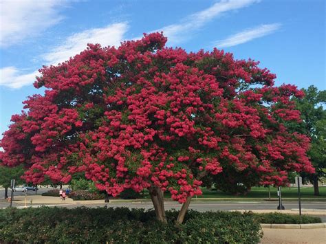 Crepe Myrtle By Us Capitol Fast Growing Shade Trees Myrtle Tree