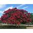 Crepe Myrtle By US Capitol  Fast Growing Shade Trees Tree