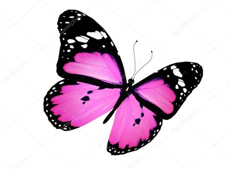 Pink Butterfly Flying Isolated On White — Stock Photo © Suntiger