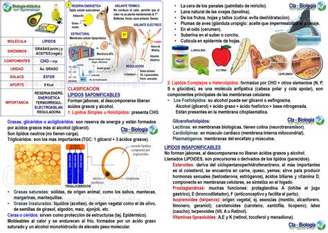 Biología didáctica Láminas educativas Biología Carbohidratos Lípidos