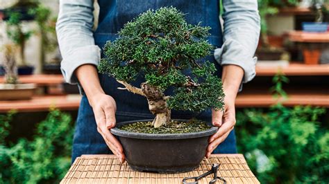 New Bonsai Tree Care