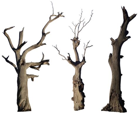 Dead Tree Png Clipart Best