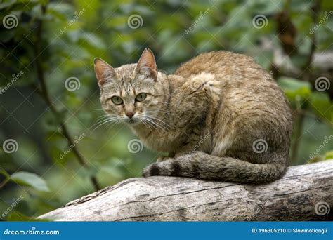 African Wildcat Felis Silvestris Lybica Adultos De Pie En La Rama