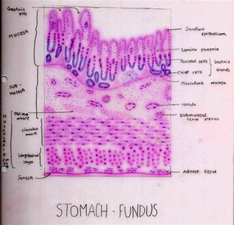 Histology Image Digestive System Ii