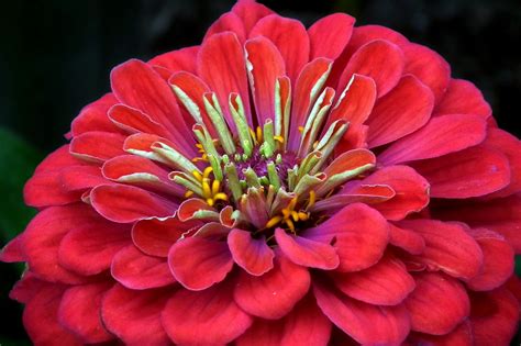 Zinnia Flower Essence Freedom Flowers® Llc