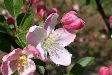 Pink Sparkles Pink Flowering Crabapple Lcmgorg