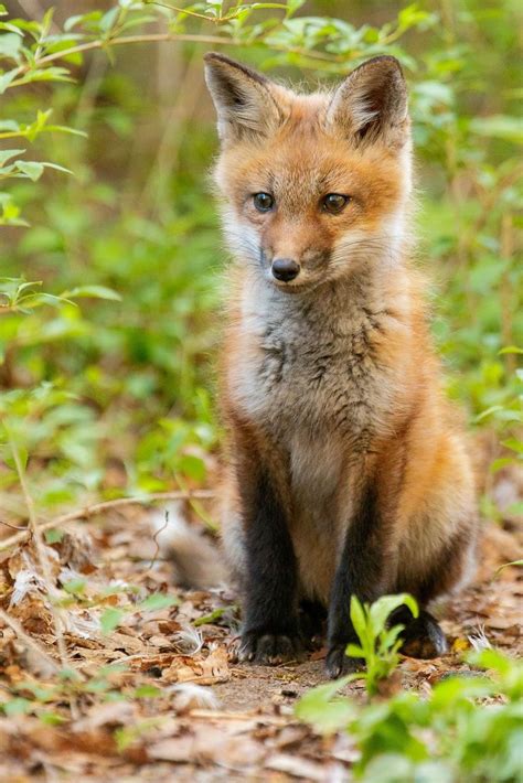 Fox Pictures Cute Animal Pictures Animals And Pets Baby Animals