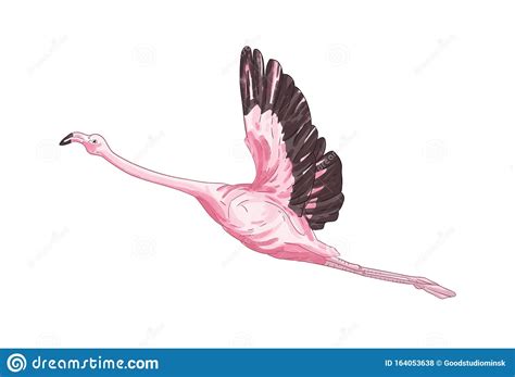 Flying Flamingo Vector Illustration Exotic Bird With Pink Feathers