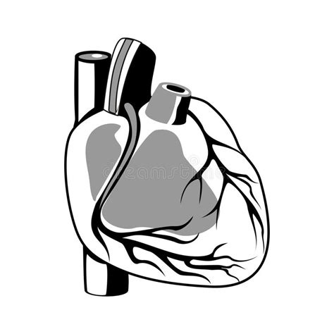 Human Heart Outline Stock Illustration Illustration Of Internal 57691412
