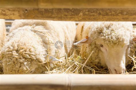 在农场背景中放牧的绵羊高清图片下载 正版图片507184888 摄图网