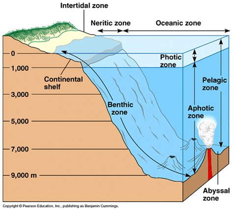 Zones In The Oceans Joseph Solis Marine Science