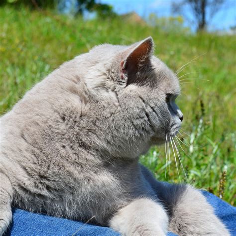 Kitty Gallery Sbs Cats British Shorthair Breeder