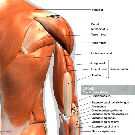 Arm Muscle Diagram Side View Arm Definition Bones Muscles Facts