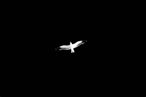 Free Download Hd Wallpaper White And Black Bird Flying During