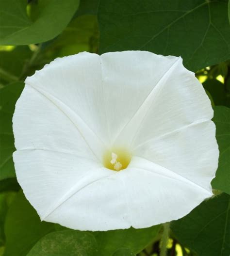 Pearly Gates Morning Glory John Scheepers Kitchen Garden Seeds