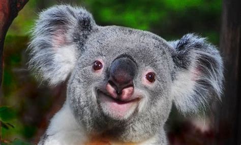 Aww So Cute Smiling Koala Say Cheese Weird