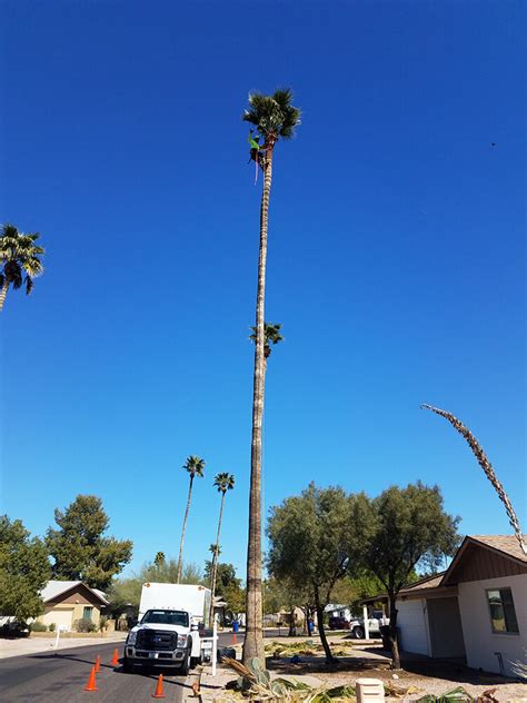 The Best Time Of Year To Prune Your Palm Trees The Tree Amigos