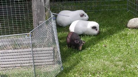 Guinea Pigs Outside In The Garden Youtube